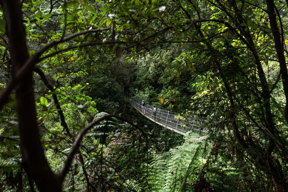 Walk Tasmania's Tarkine & Cradle Mountain - Intrepid Travel - Australia - Image 7