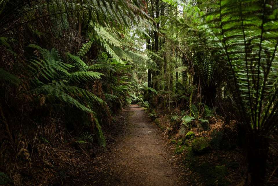 Walk Tasmania's Tarkine & Cradle Mountain - Intrepid Travel - Australia - Image 13