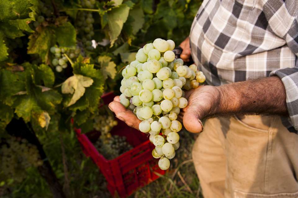 Walk The Prosecco Hills & Hidden Venice - Exodus Adventure Travels - Italy - Image 22