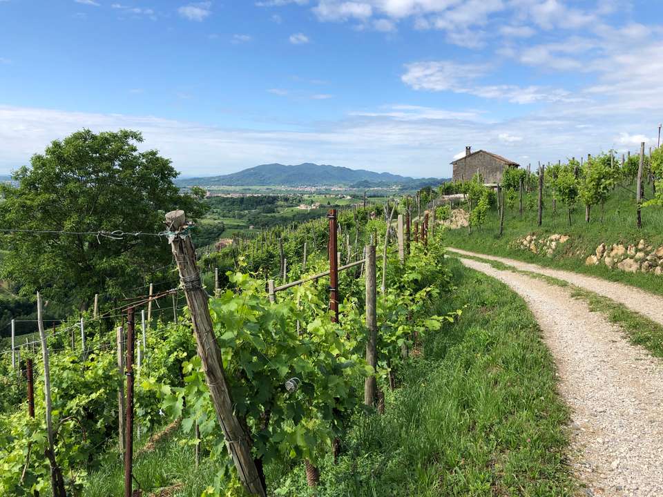 Walk The Prosecco Hills & Hidden Venice - Exodus Adventure Travels - Italy - Image 17