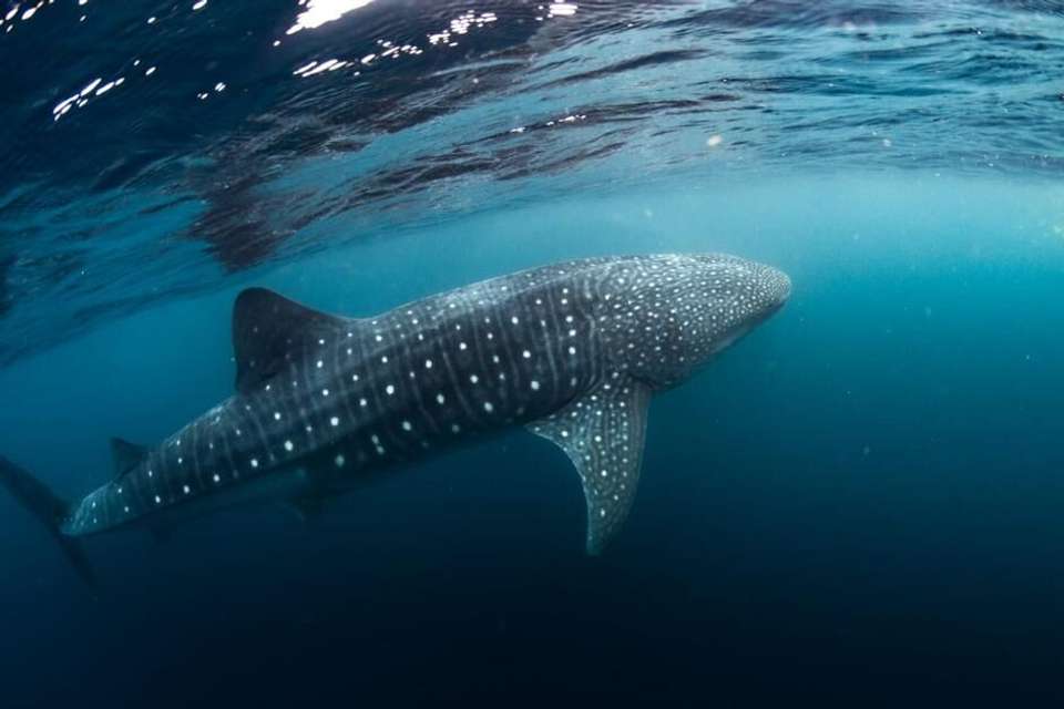 Walk Western Australia's Karijini & Ningaloo Reef - Intrepid Travel - Australia - Image 7