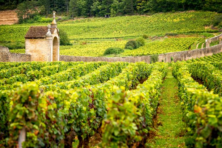 Walking in Burgundy's Vineyards trip - alternative tour available