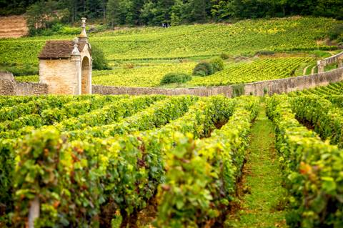 Walking In Burgundy's Vineyards