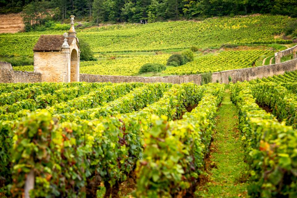 Walking in Burgundy's Vineyards - undefined - Image 1