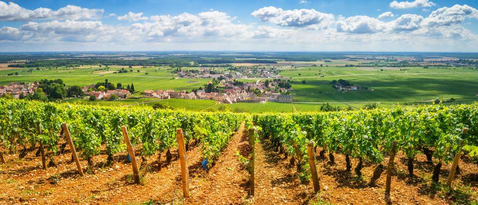 Walking in Burgundy's Vineyards - undefined - Image 6