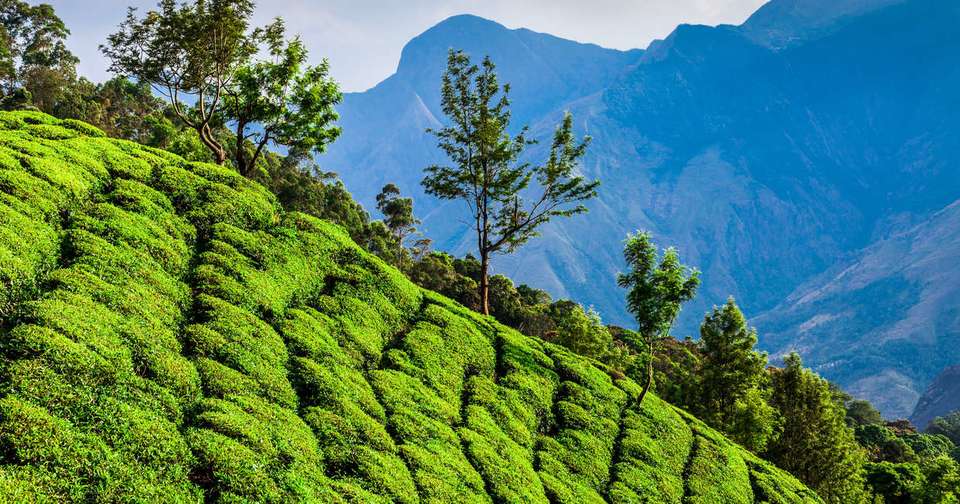 Walking in Kerala - Explore - India - Image 5
