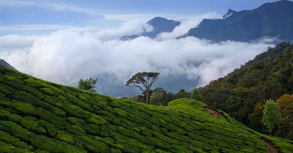 Walking in Kerala - Explore - India - Image 8