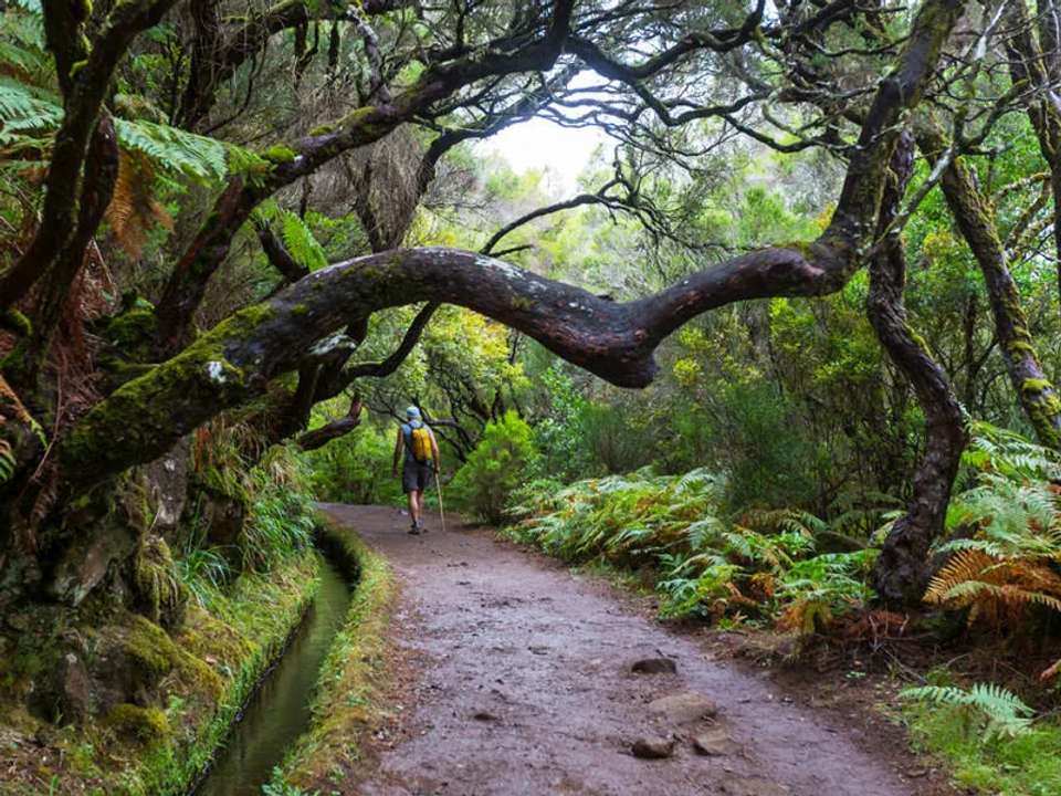 Walking in Madeira - undefined - Image 14