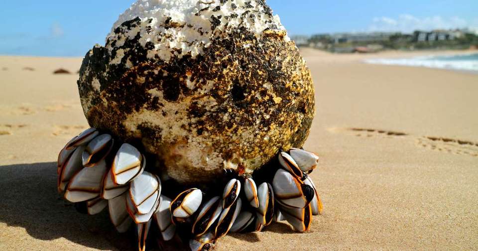 Walking in Portugal - Remote Coastal Trails - Explore - Portugal - Image 10