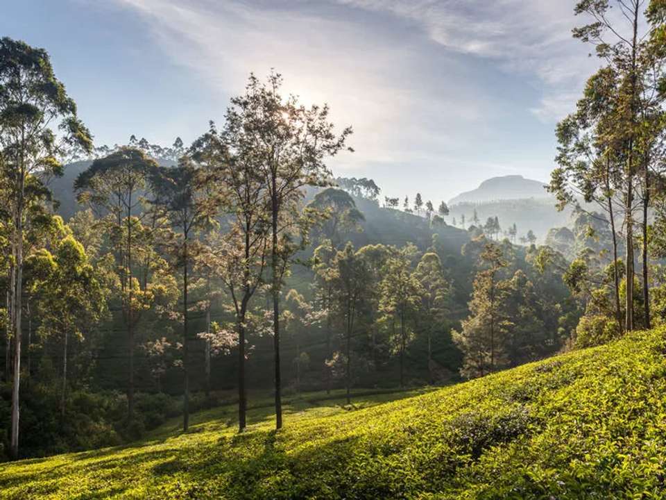 Walking in Sri Lanka - undefined - Image 7