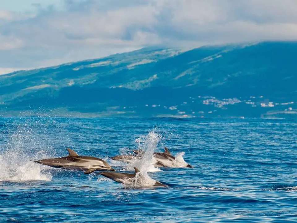 Walking in the Azores - undefined - Image 10