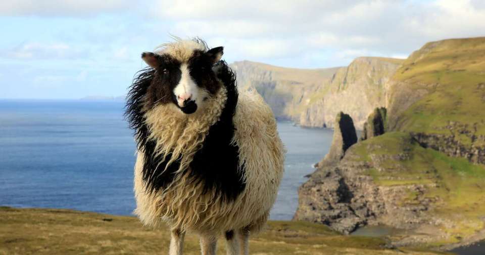 Walking in the Faroe Islands - Explore - Denmark - Image 7