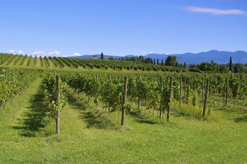 Walking in the Venetian Hills - undefined - Image 7