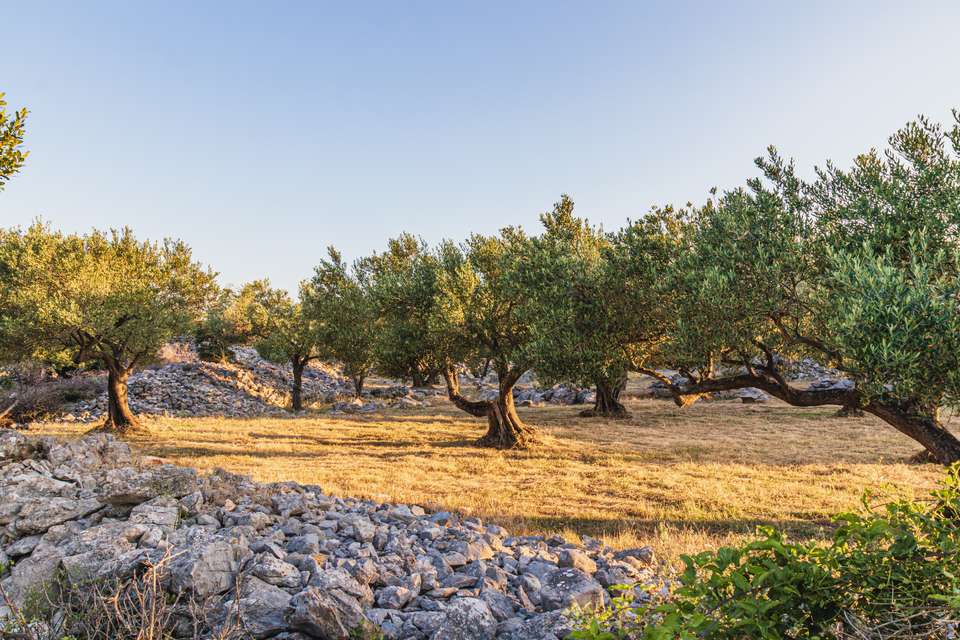 Walking North Croatia's Islands & Lakes - Exodus Adventure Travels - Croatia - Image 18