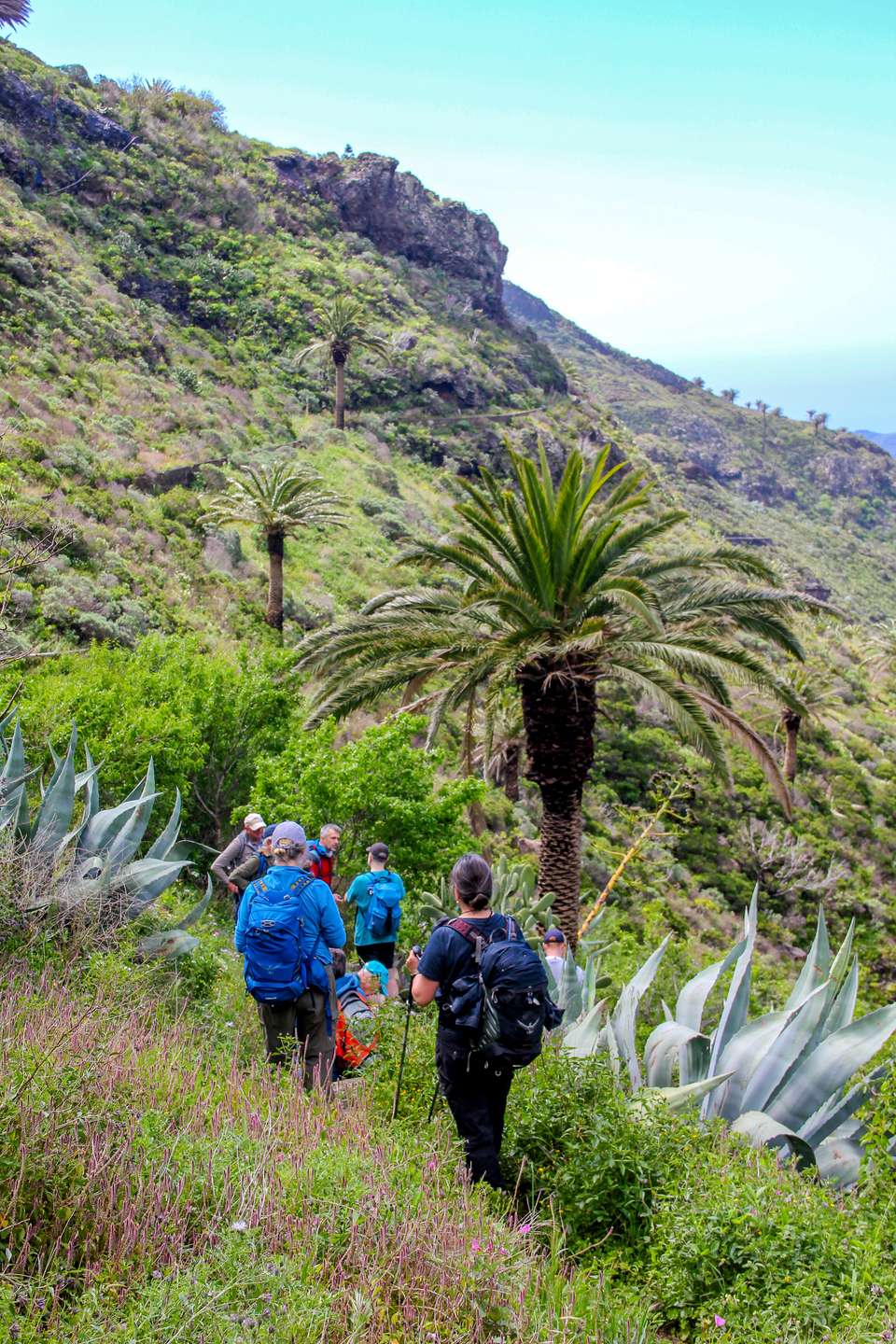 Walking Tenerife and La Gomera - undefined - Image 6
