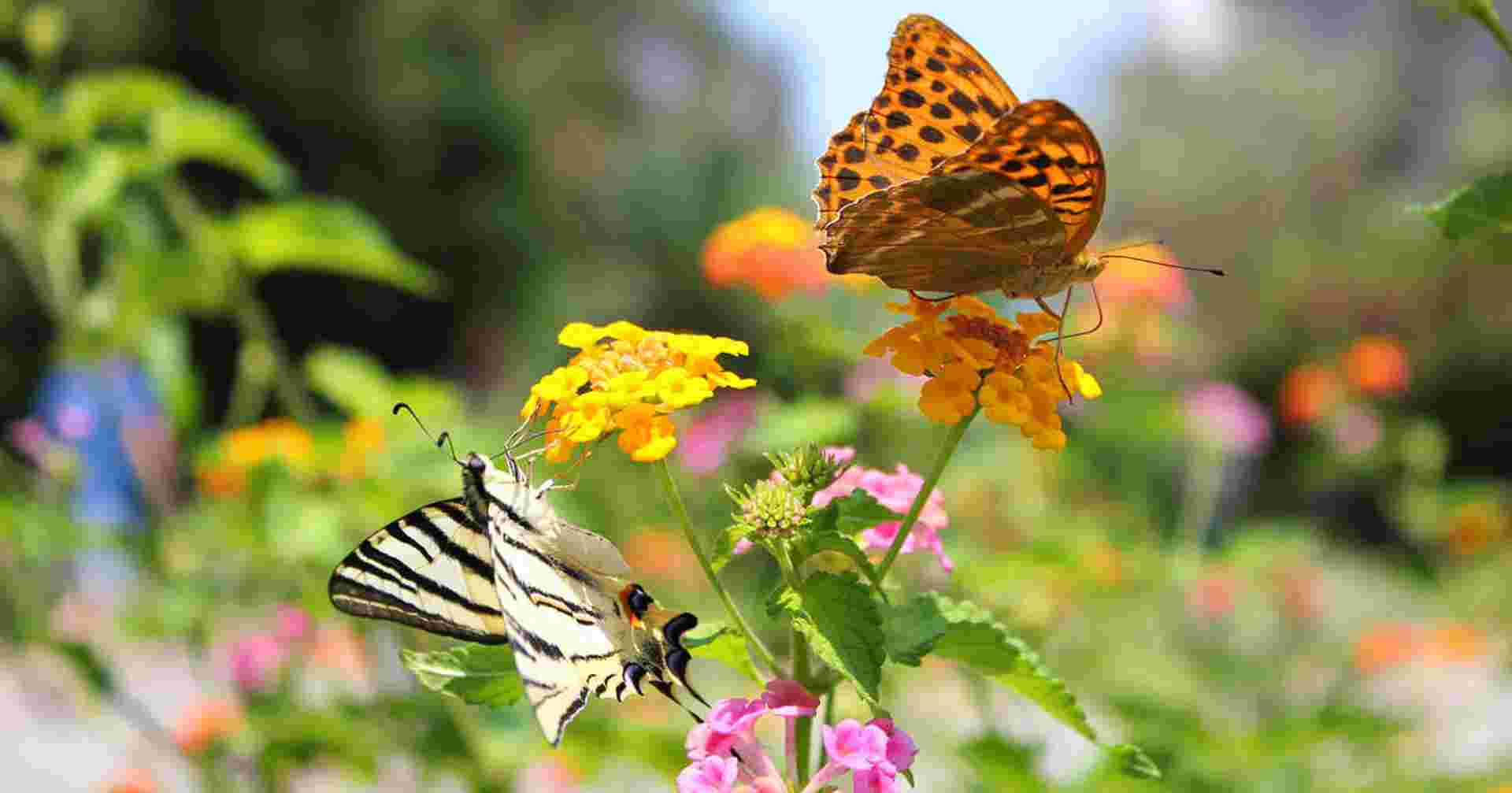 Walking the Corfu Trail (North)
