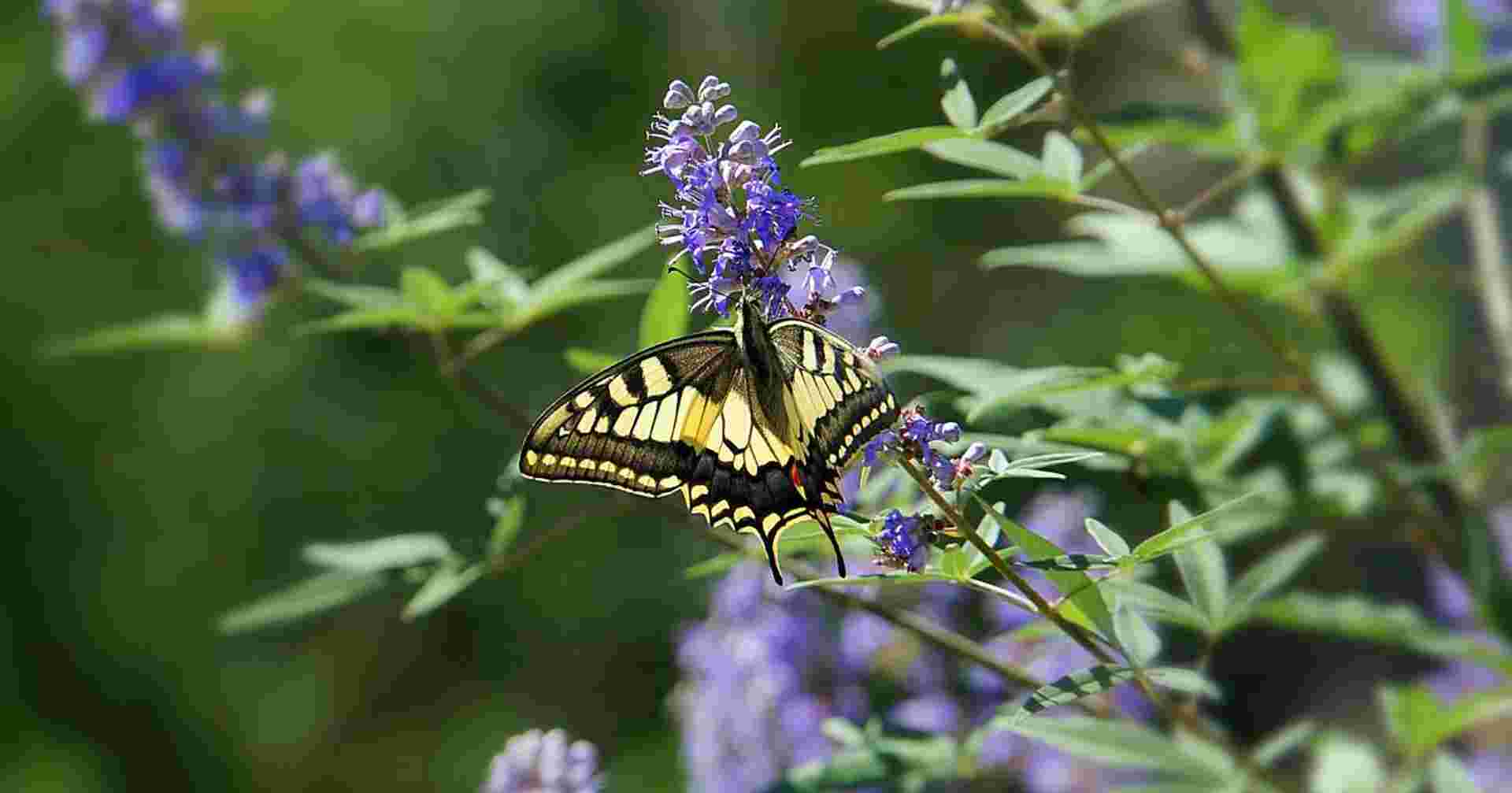 Walking the Corfu Trail (South)