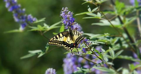 Europe Travel Deals: Walking The Corfu Trail (south)
