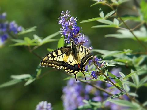 Europe Self-guided Tours: Walking The Corfu Trail (south)