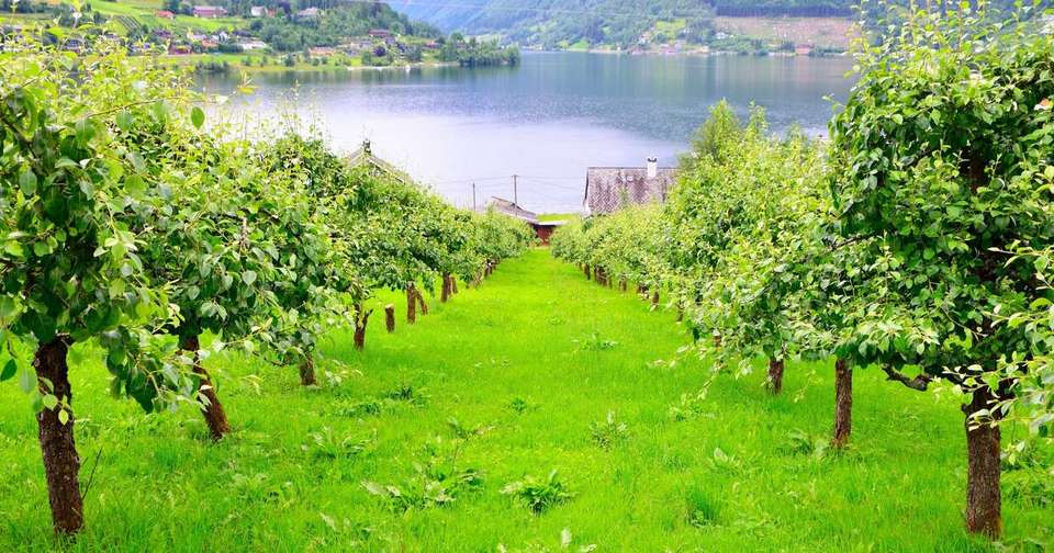 Walking the Fjords of Southern Norway - Explore - Norway - Image 14