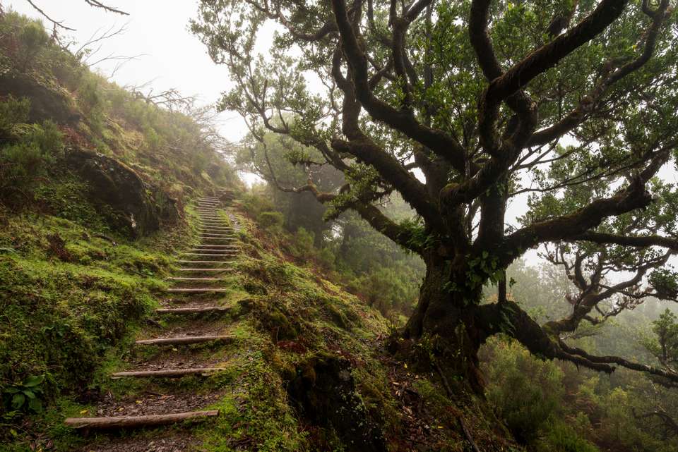 Walking the Island of Madeira - Exodus Adventure Travels - Portugal - Image 3