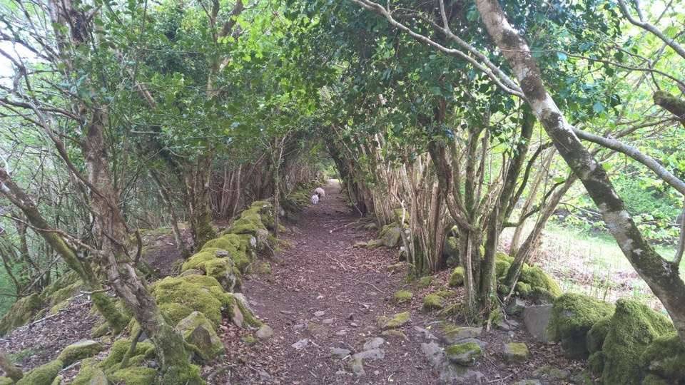 Walking the Kerry Way and Killarney National Park - Exodus Adventure Travels - Ireland - Image 6