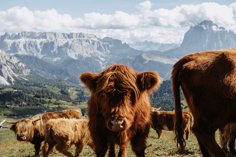 Self-Guided Walks in the Italian Dolomites - Exodus Adventure Travels - Italy - Image 8