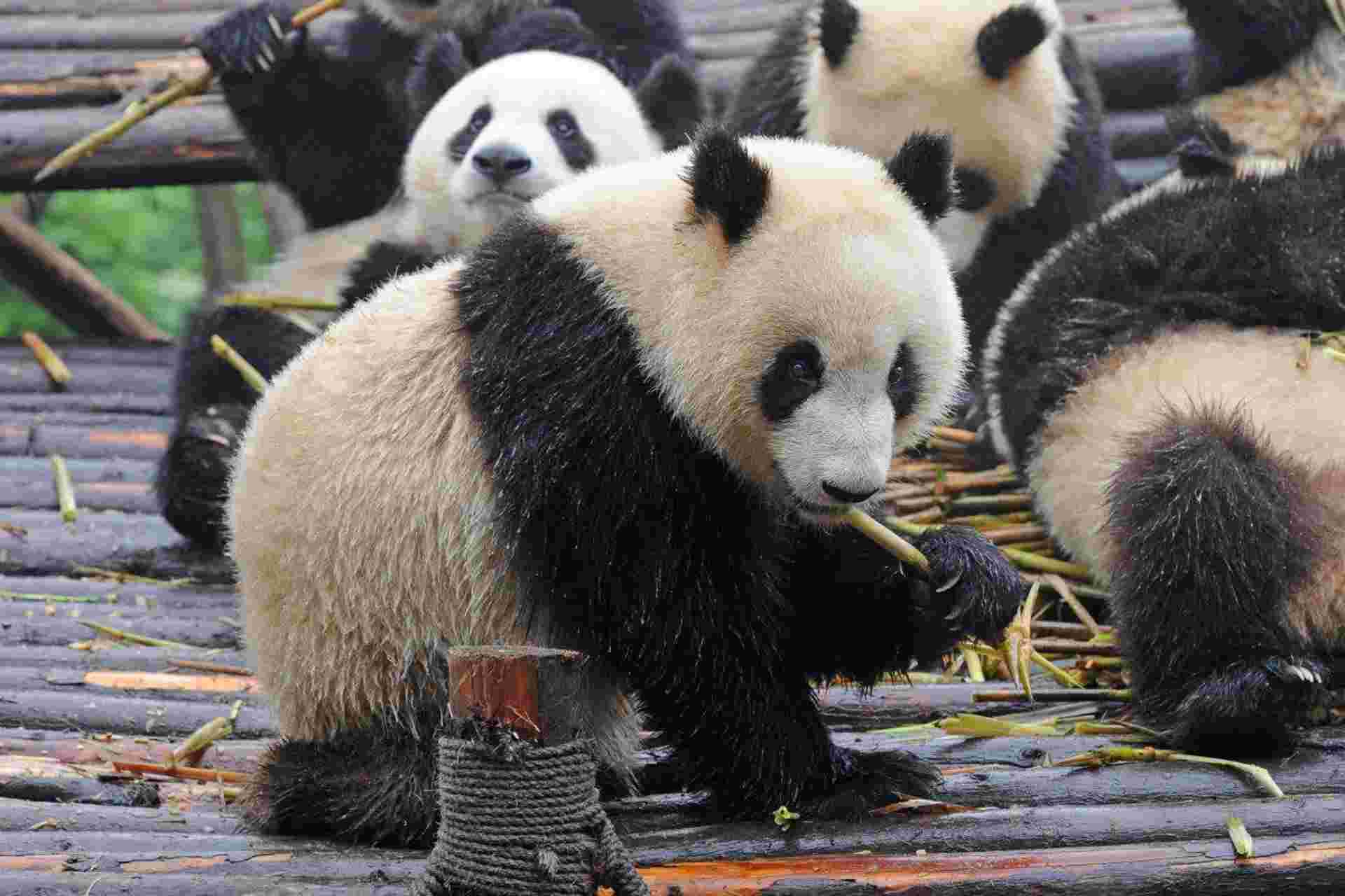 Warriors And Panda Bears, Private Tour
