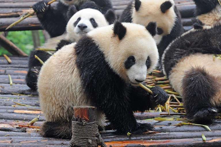 Warriors And Panda Bears, Private Tour trip - alternative tour available