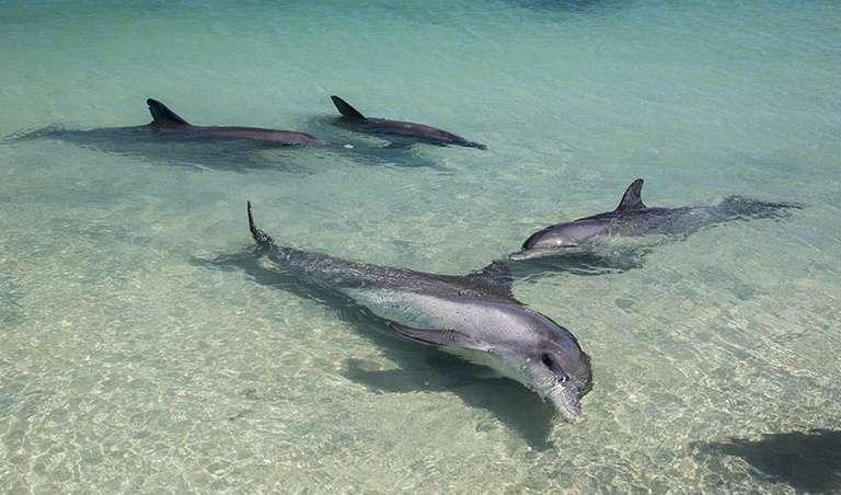 West Coast Group Explorer 7D/6N (Perth to Perth) trip - alternative tour available