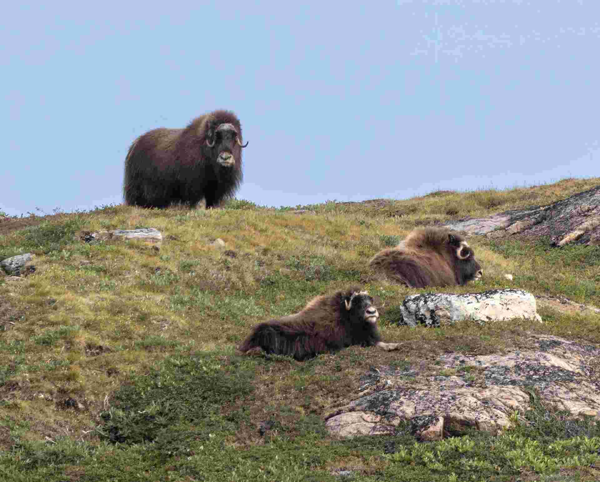 West Greenland: Exploring the Far North