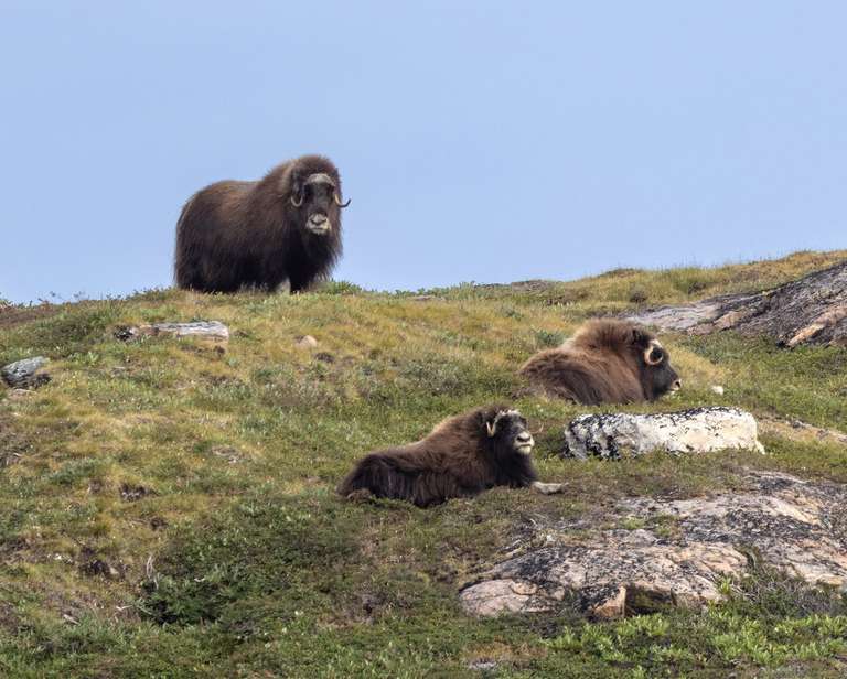 West Greenland: Exploring the Far North trip - alternative tour available