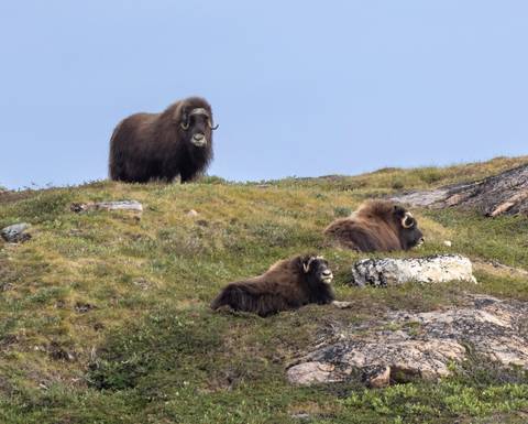 West Greenland: Exploring The Far North - Fall Tours