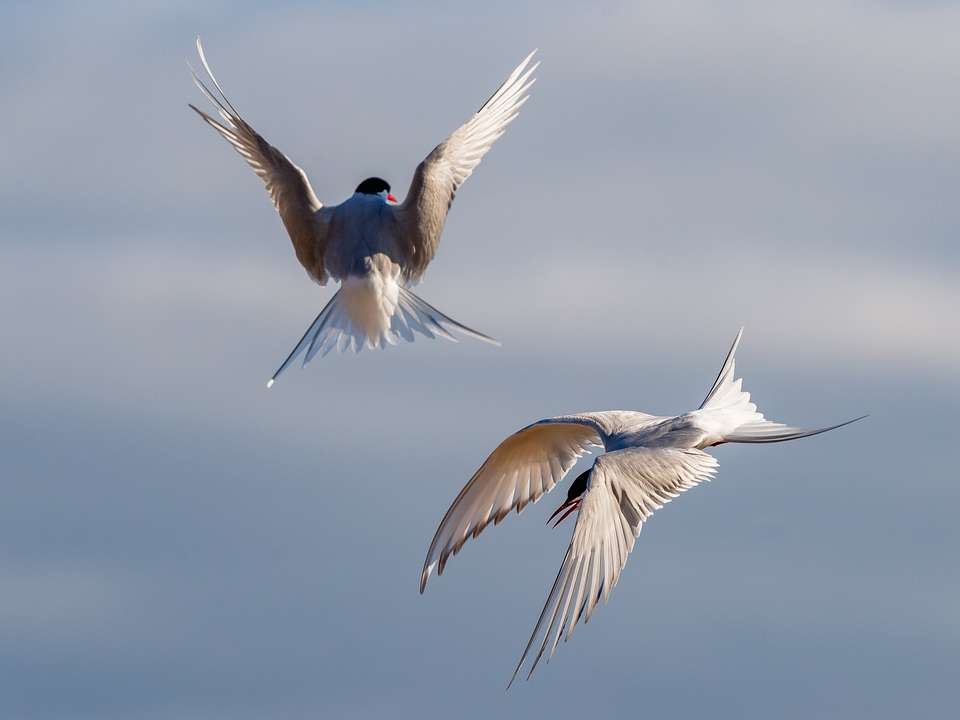 West Greenland: Exploring the Far North - Exodus Adventure Travels - Iceland - Image 10