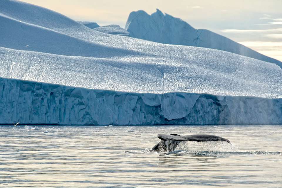 West Greenland Ice Odyssey: Glaciers and Icebergs - undefined - Image 2