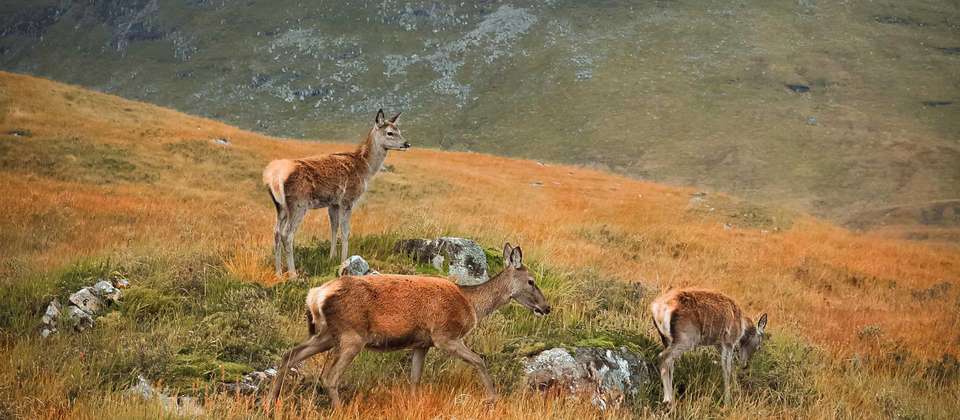 Walking the West Highland Way - 8 Days - World Expeditions - Scotland - Image 9