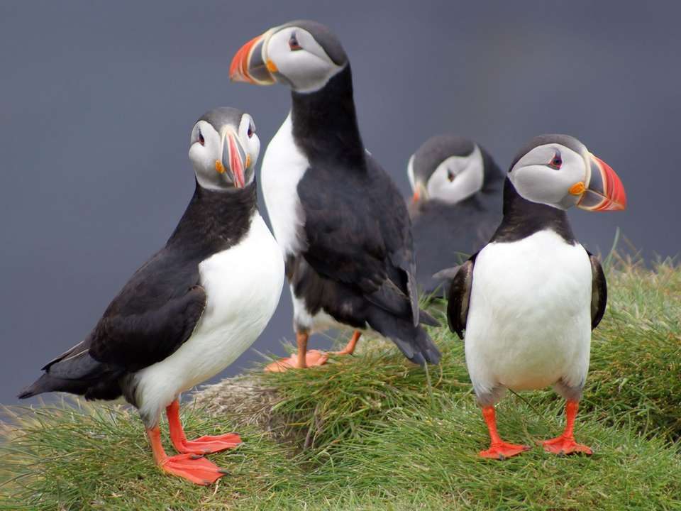 Westfjords of Iceland - 8 days - On The Go Tours - Iceland - Image 5