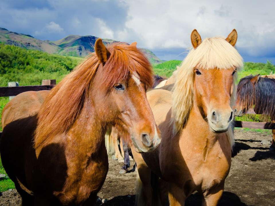 Westfjords of Iceland - 8 days - On The Go Tours - Iceland - Image 7
