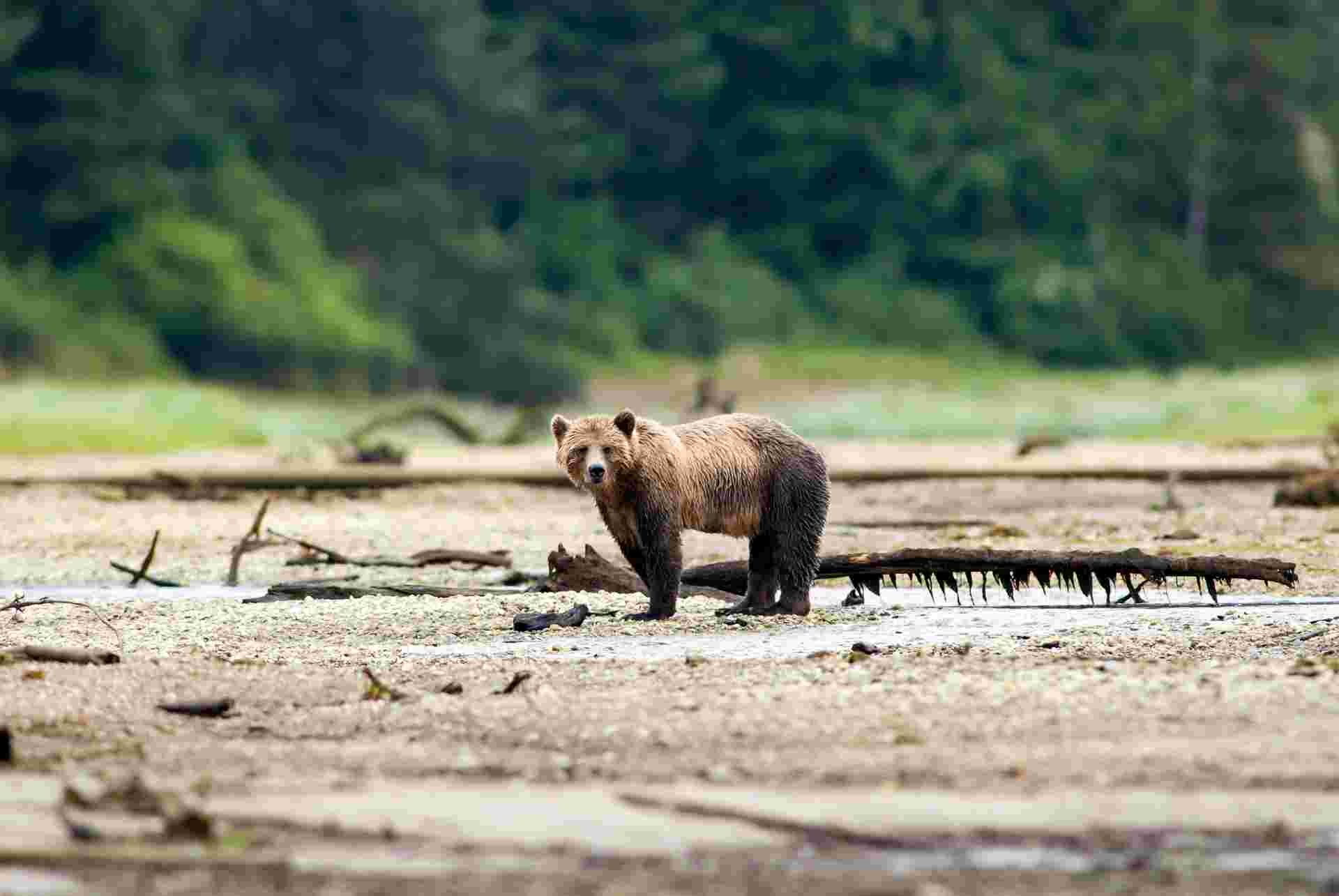 Whales & Bears of British Columbia