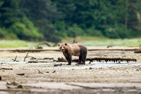 Whales & Bears Of British Columbia - September 2027