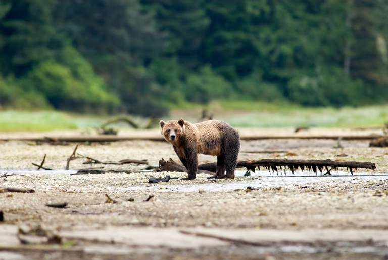 Whales & Bears of British Columbia trip - alternative tour available