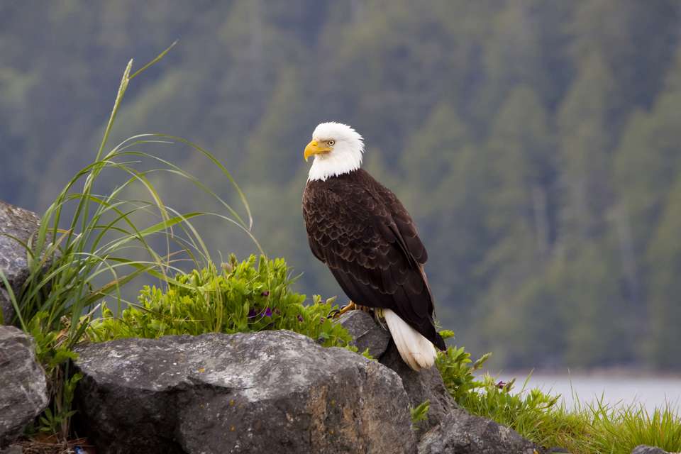 Whales & Bears of British Columbia - Exodus Adventure Travels - Canada - Image 20