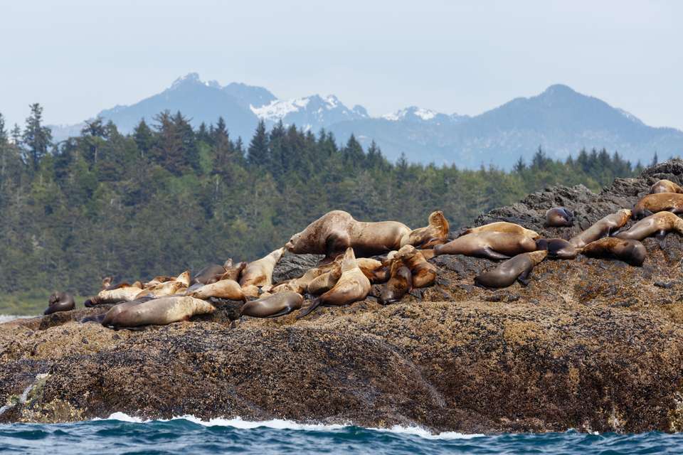 Whales & Bears of British Columbia - Exodus Adventure Travels - Canada - Image 18
