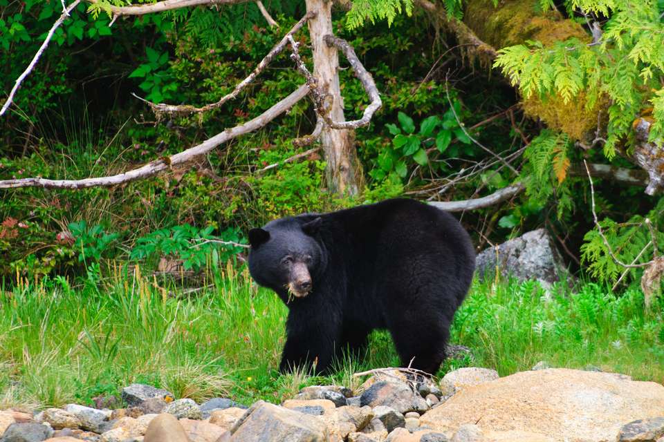 Whales & Bears of British Columbia - Exodus Adventure Travels - Canada - Image 17