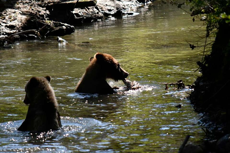 Whales & Bears of British Columbia - Exodus Adventure Travels - Canada - Image 13