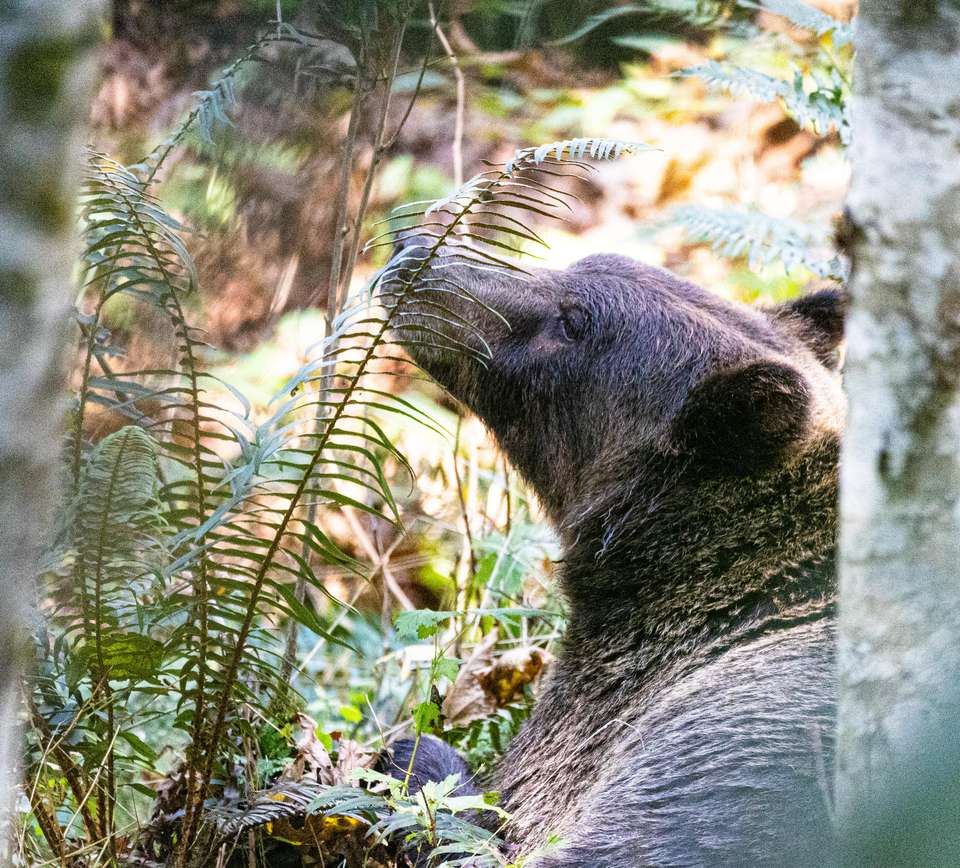 Whales & Bears of British Columbia - Exodus Adventure Travels - Canada - Image 2
