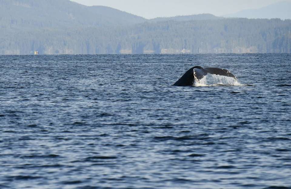 Whales & Bears of British Columbia - Exodus Adventure Travels - Canada - Image 10