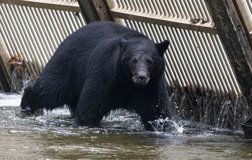 Whales & Bears of British Columbia - Exodus Adventure Travels - Canada - Image 8