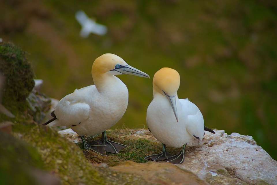 Whisky, Coasts and Wildlife - undefined - Image 4