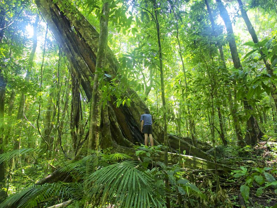 Whitsundays, Reef & Rainforest - 9 days - On The Go Tours - Australia - Image 6
